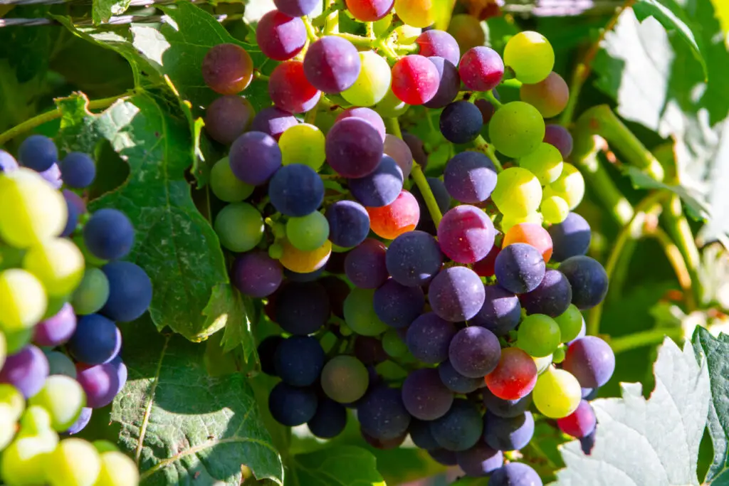 Grape plant on vineyard, growing red wine grapes in Italy