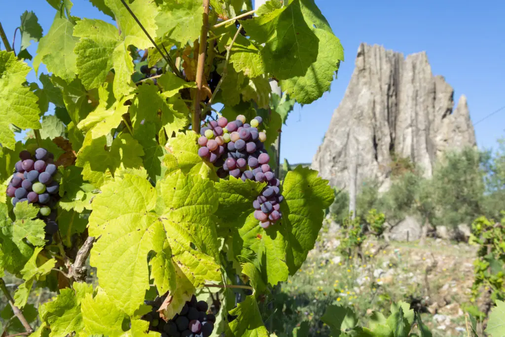 Grape plant on vineyard, growing red wine grapes in Italy