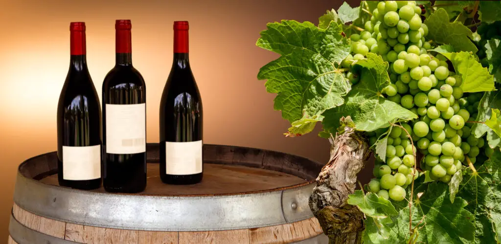 Red wine tasting in an old wine cellar with wooden wine barrels in a winery