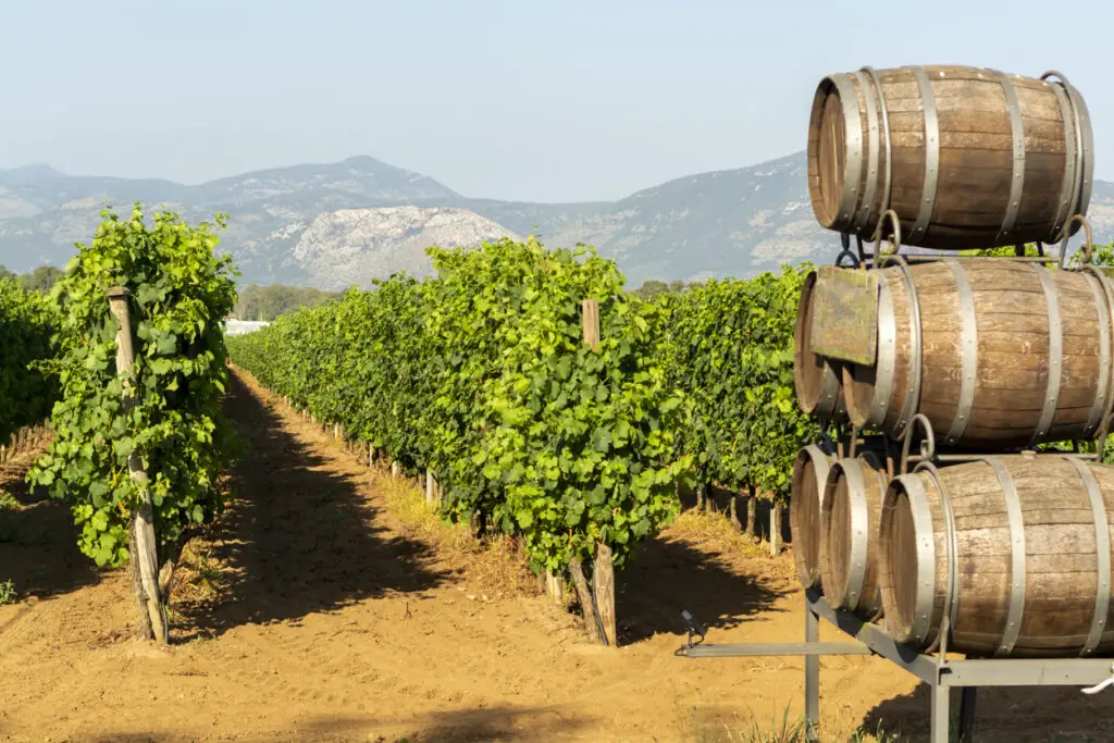 Vineyard with growing red wine grapes in Lazio, Italy