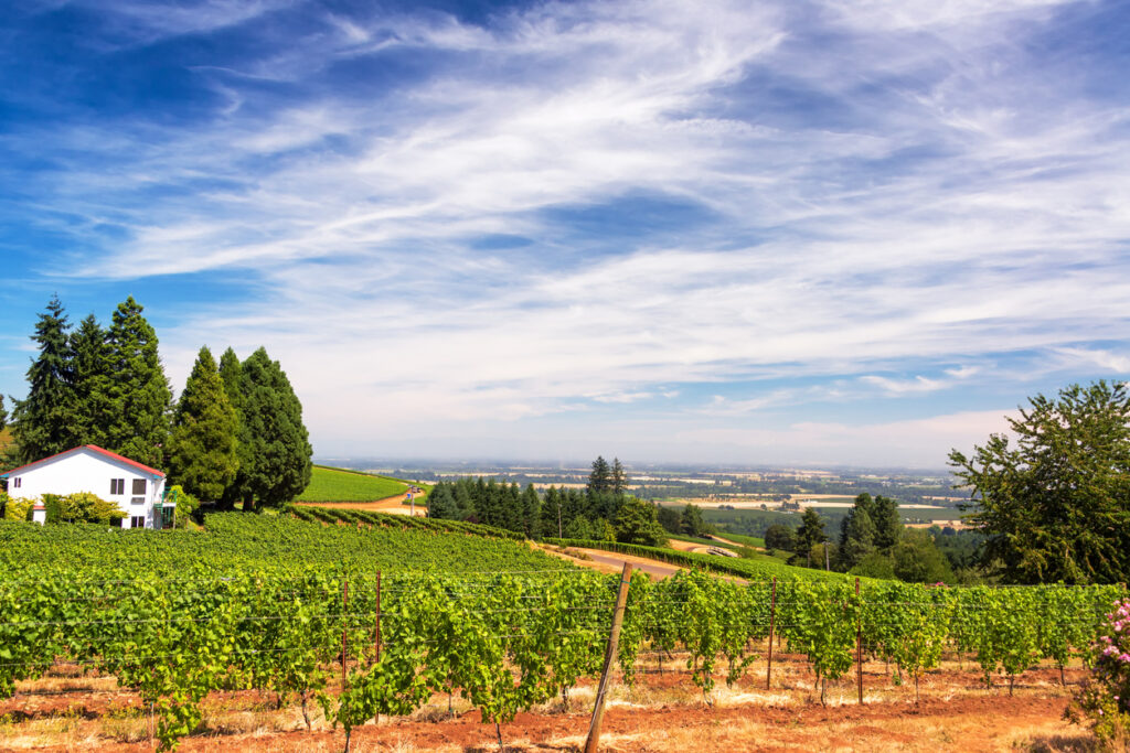 Vineyards in Oregon