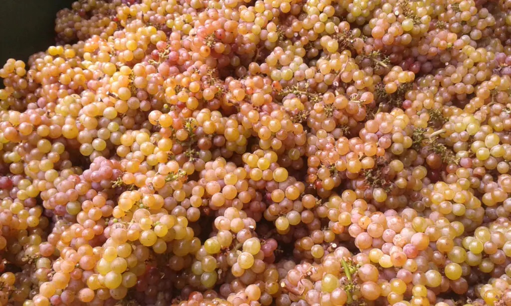 Gewürztraminer grapes