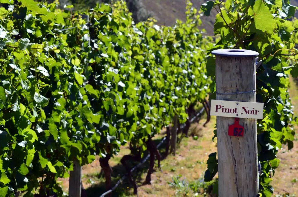 Pinot Noir sign on grape vine