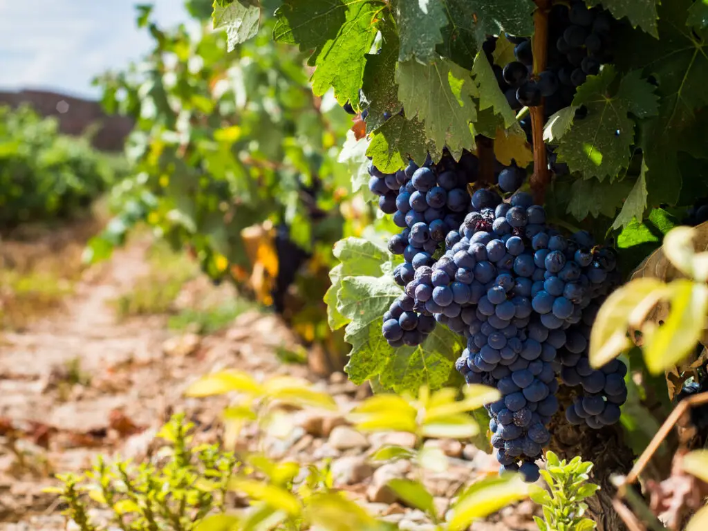 Tempranillo grapes