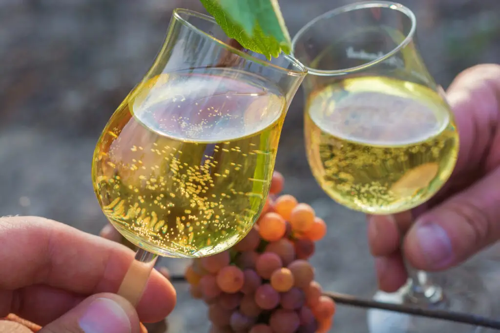 Toasting with two wine glasses in front of a grapevine