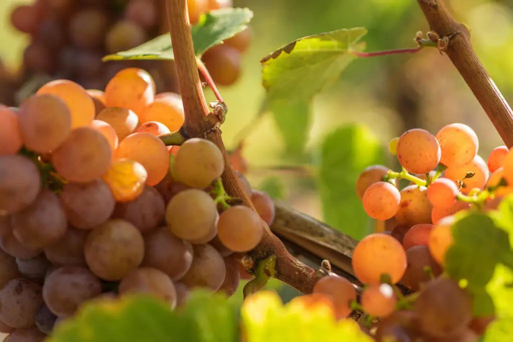 Traminer ripens in the sun