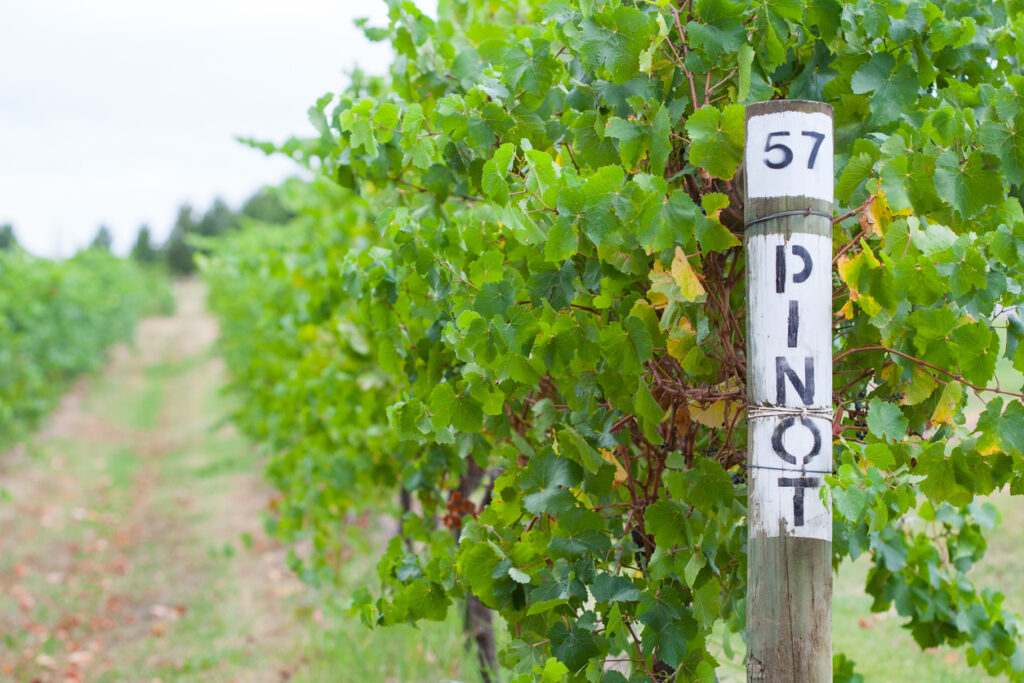 Pinot grapes at winery in Yarra Valley, Australia