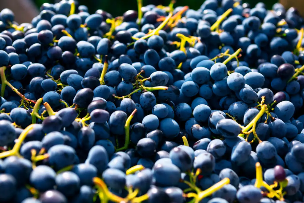 Pinot noir grapes on background