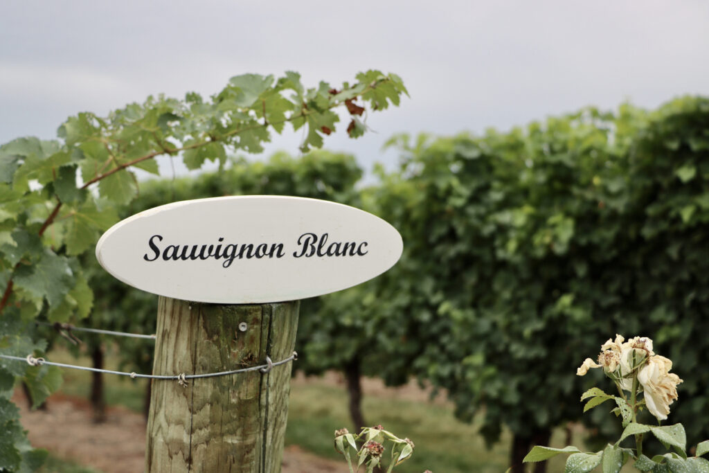 Sauvignon Blanc grapes at winery.