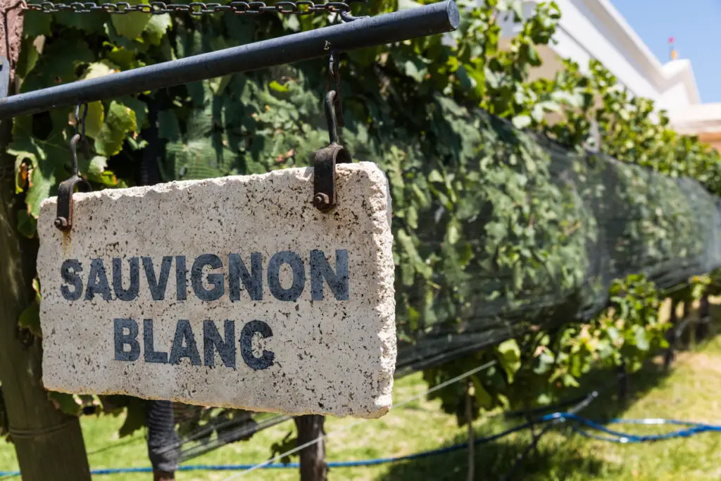 Sign of Sauvignon Blanc grape wine against the background of vine plants in a vineyard