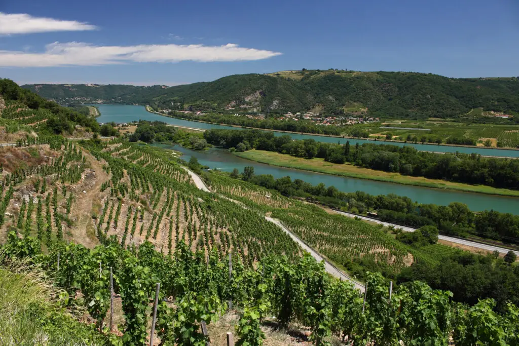 Vineyard Rhone Valley Côtes du Rhône Drôme Provence France