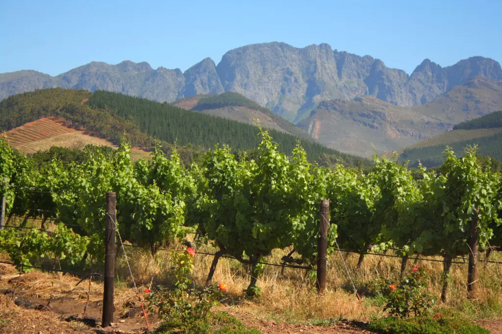 Vineyard in Montague, South Africa