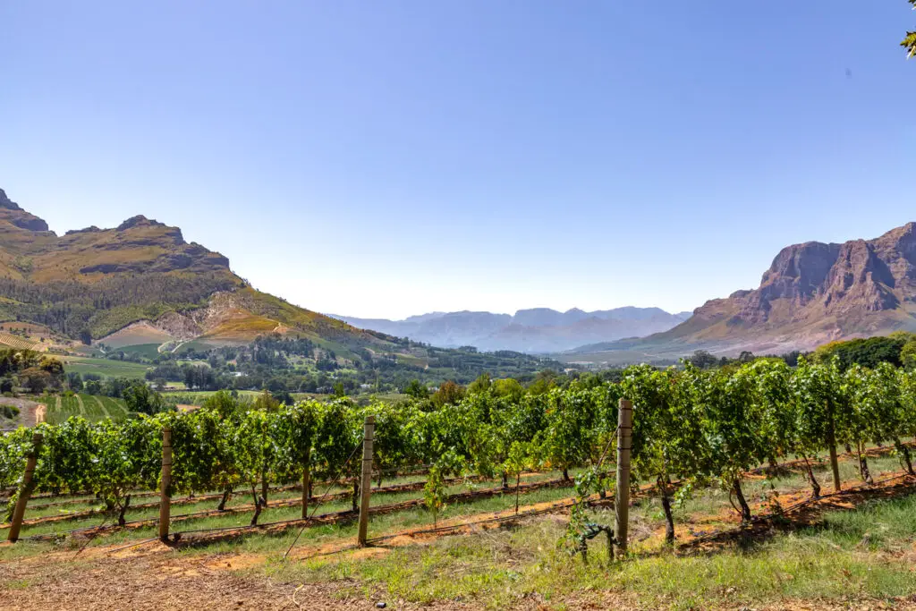 Vineyards with mountains in Stellenbosch, Cape Town, South Africa