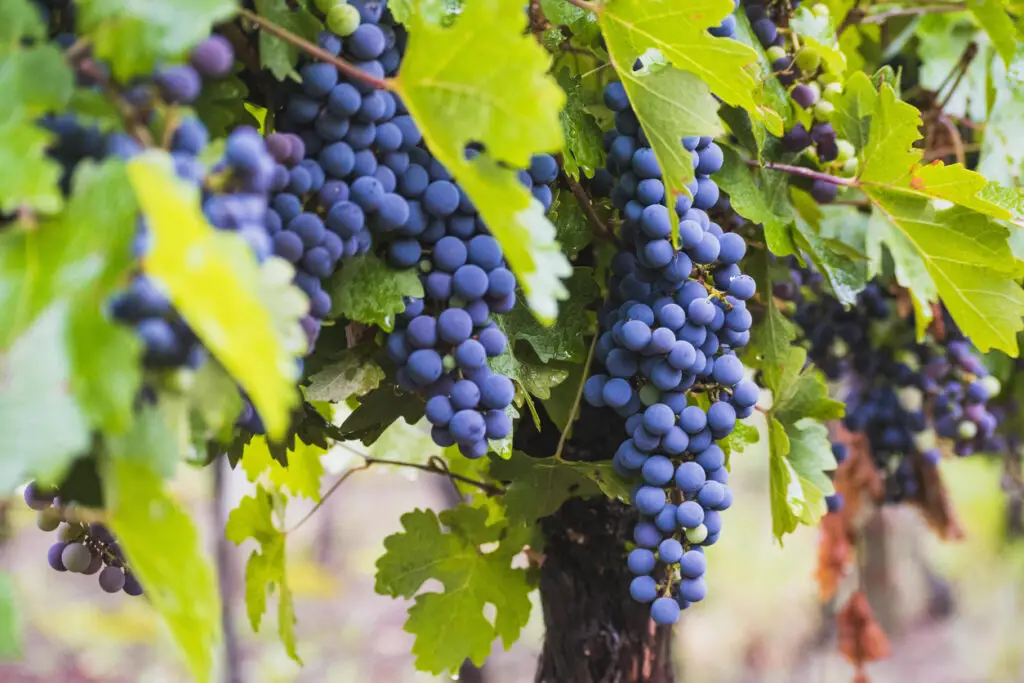 vineyards in mendoza argentina