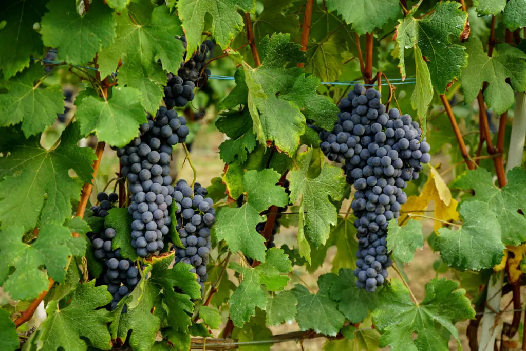 Clusters of Nebbiolo grapes in the Langhe, Piedmont - Italy