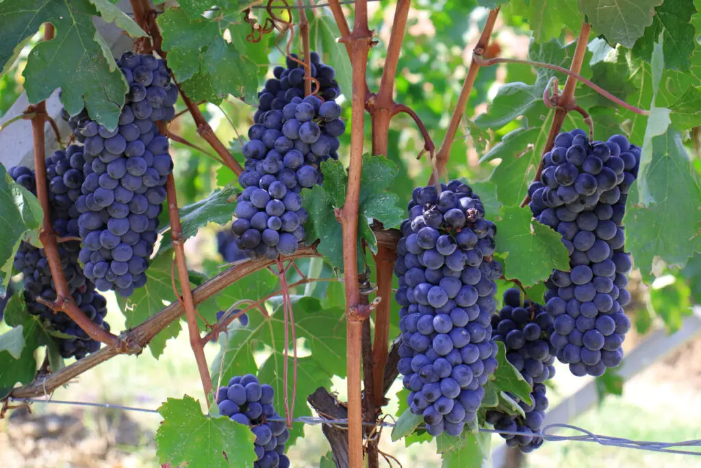 harvest, sweet grapes, lands of barolo, early autumn