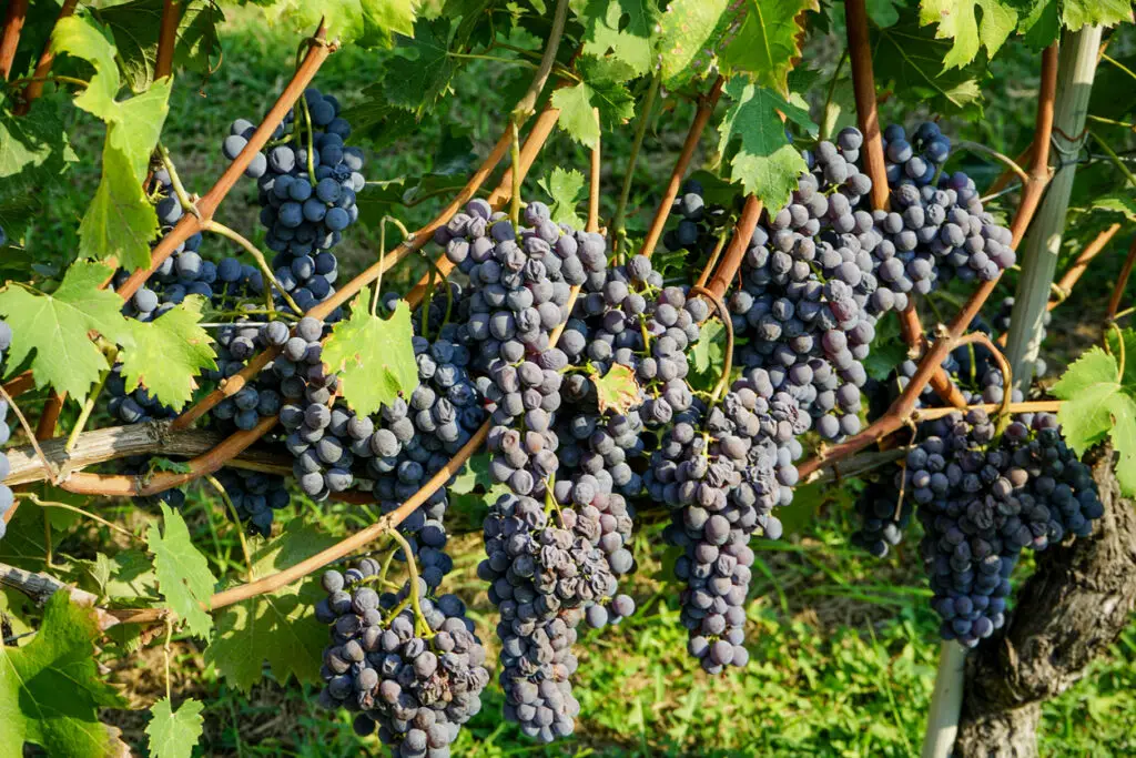 Harvesting of grapes in Barolo, Piedmont - Italy