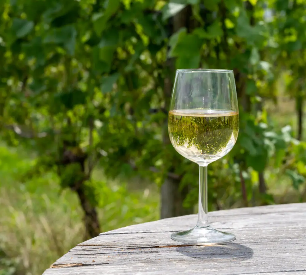 Tasting of Dutch dry white wine on vineyard in summer