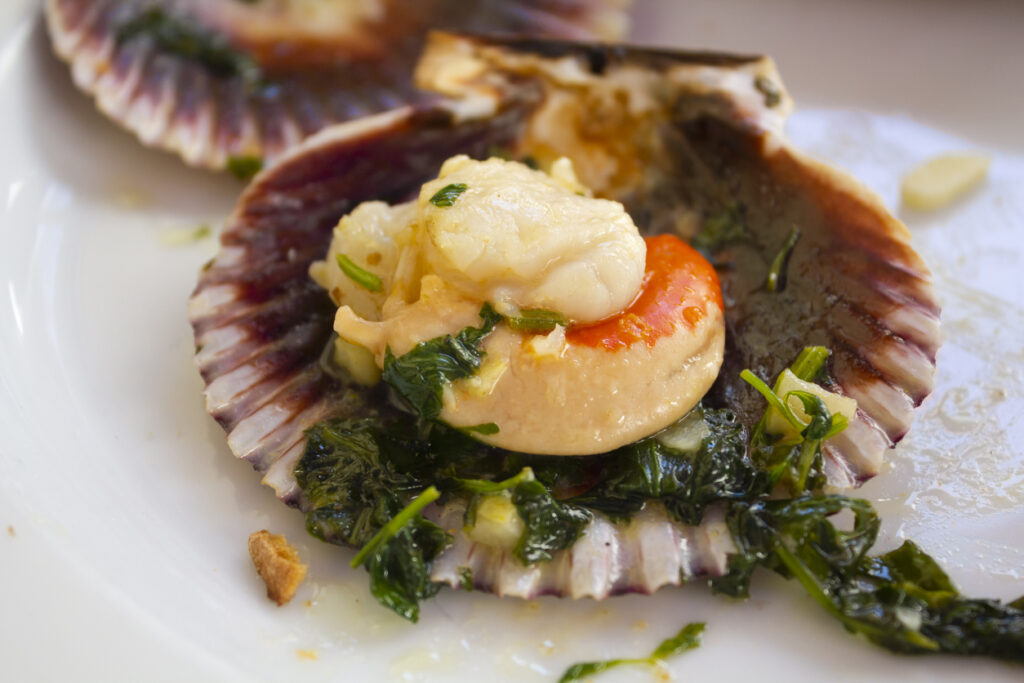 Variegated scallop ready to eat
