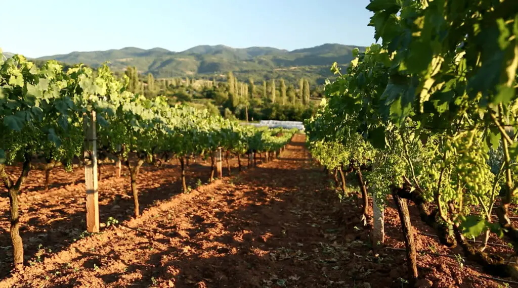 Rows of pinot noir grapes ready to be picked in vineyard at sunrise.Anatolia/Turkey  07/23/2014