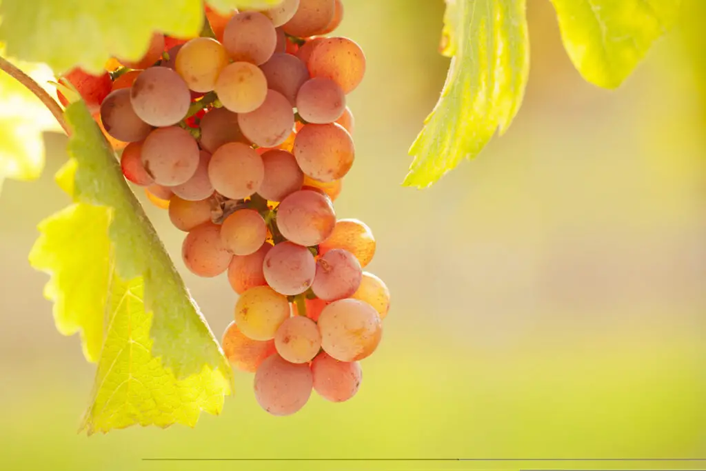 Close-up of rose wine grapes in the morning sun