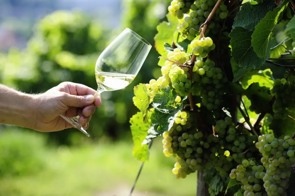 Glass of white Wine and riesling grapes