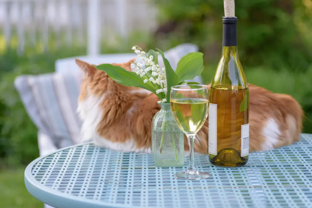 Glass of wine and cat on patio table - backyard lifestyle