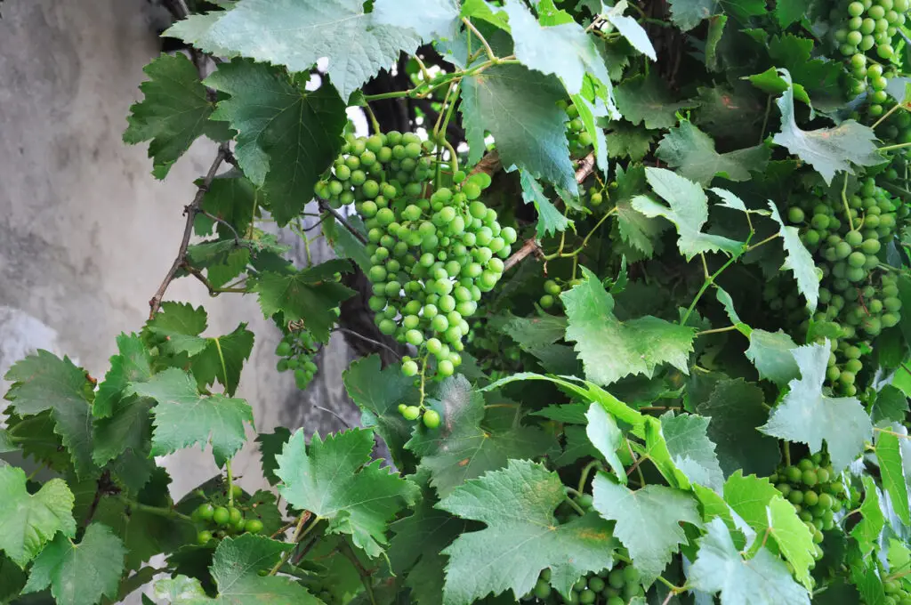 Immature viognier grapes