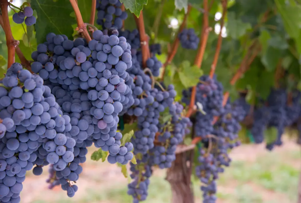 Row of Blue Fruit Grapes Still on Vines Farmers Vineyard