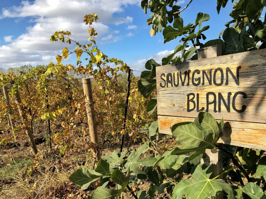 sauvignon blanc sign in a vineyard
