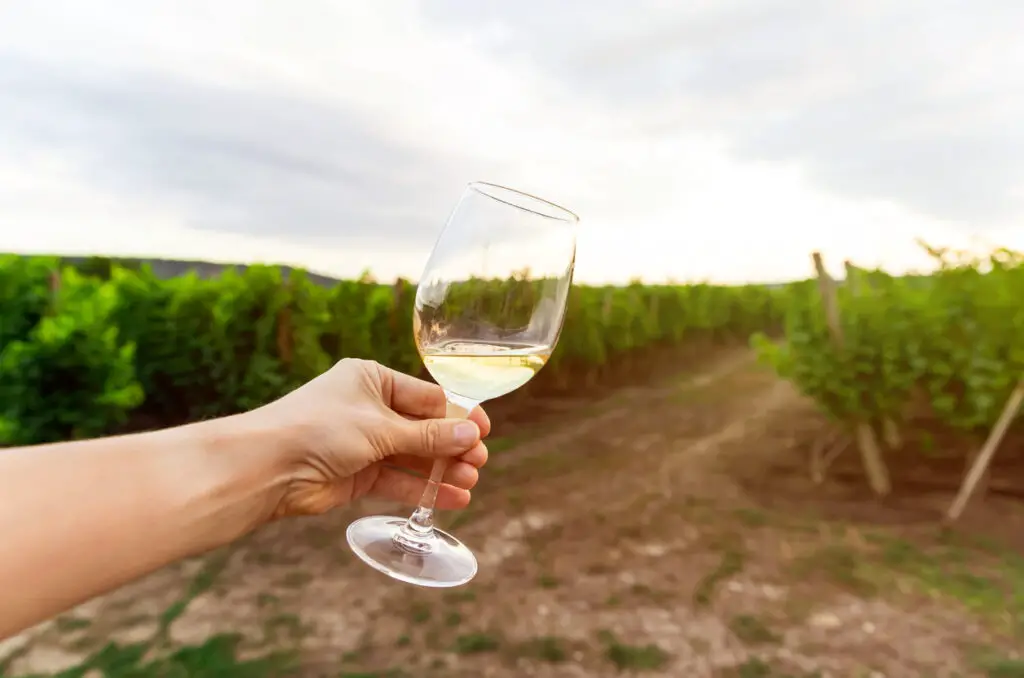 Young woman is having fun at wine tasting experience at vineyard