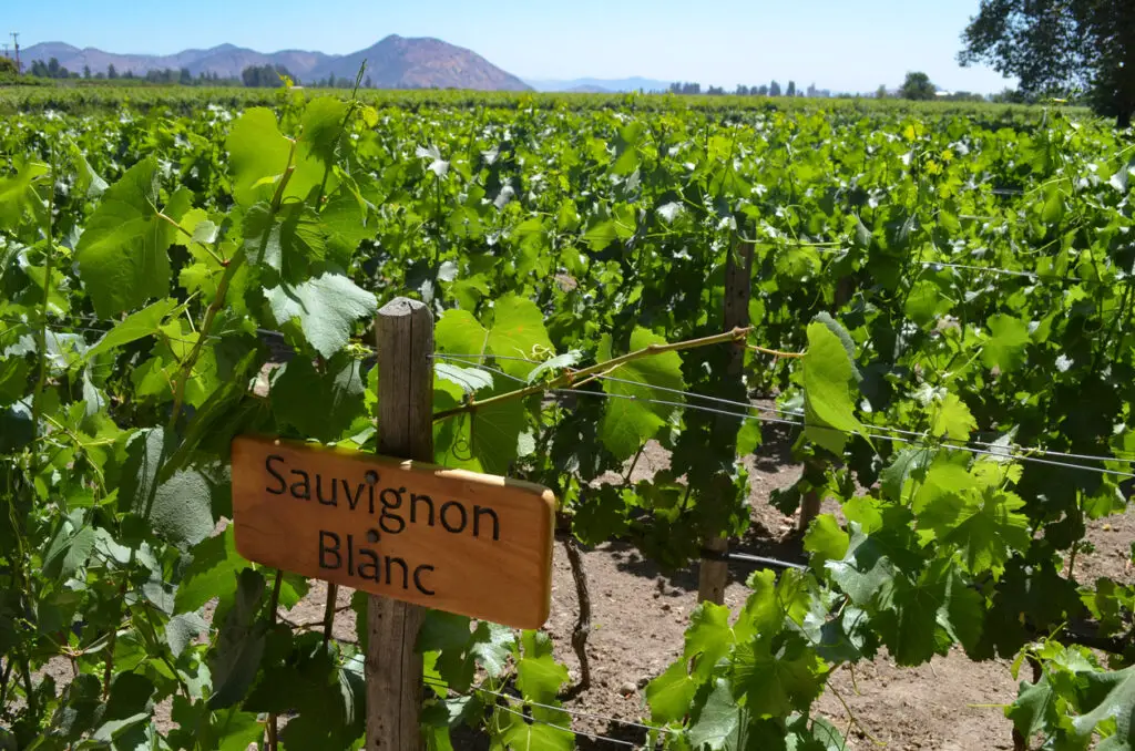 Grape varietals growing in the Concha y Toro vineyards, Santiago, Chile