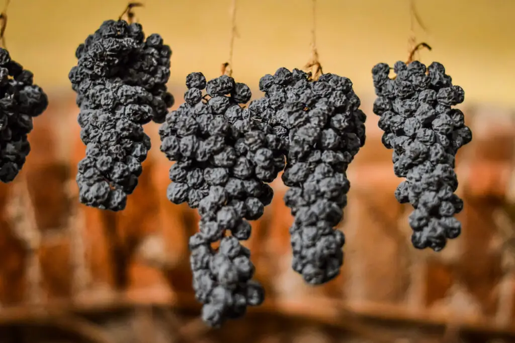 Grapes allowed to dry, traditionally on straw mats to make italian Amarone wine.