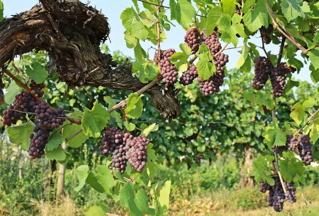 Pinot gris grapes, brown pinkish variety, hanging on vine